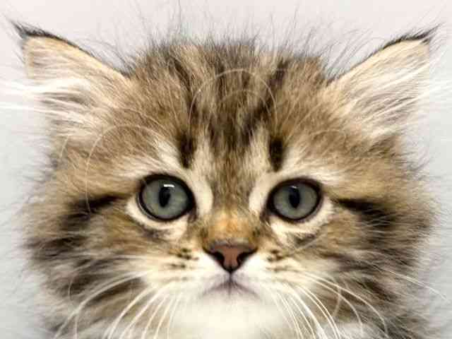 京都府のサイベリアン (ひごペットフレンドリー京都店/2025年9月26日生まれ/女の子/ブラウンクラシックタビー)の子猫の1枚目の画像