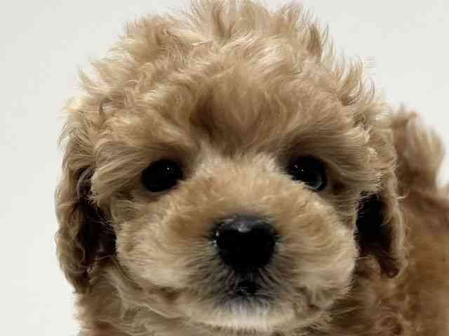 愛知県のトイプードル(トイ) (ひごペットフレンドリーららぽーと名古屋みなとアクルス店/2025年9月25日生まれ/男の子/アプリコット)の子犬の1枚目の画像