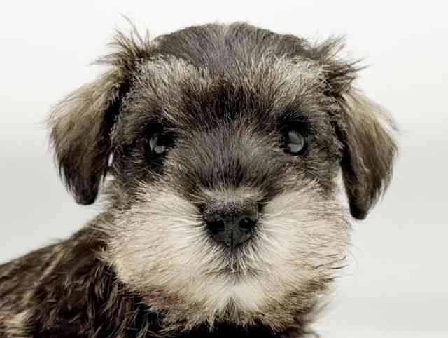 兵庫県のミニチュアシュナウザー (ひごペットフレンドリーコロワ甲子園店/2025年9月24日生まれ/女の子/ソルトペッパー)の子犬