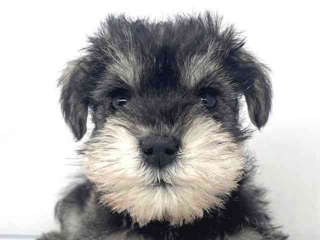 兵庫県のミニチュアシュナウザー (ひごペットフレンドリーイオンタウン加古川店/2025年9月24日生まれ/男の子/ソルトペッパー)の子犬