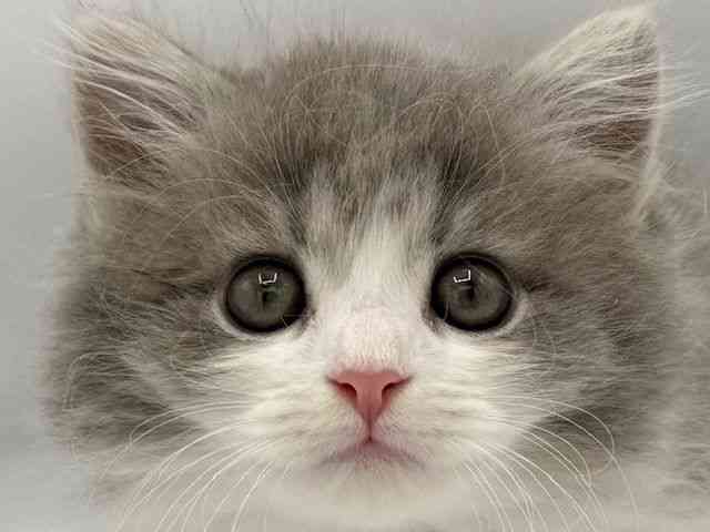 大阪府のラガマフィン (ひごペットフレンドリーららぽーとEXPOCITY店/2025年9月28日生まれ/男の子/ブルータビーホワイト)の子猫の1枚目の画像