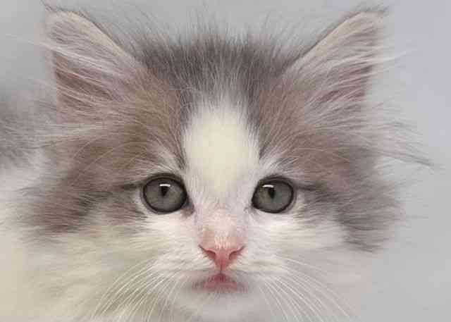 鳥取県のサイベリアン (ひごペットフレンドリーイオンモール鳥取北店/2025年9月28日生まれ/男の子/ブルータビーホワイト)の子猫の1枚目の画像