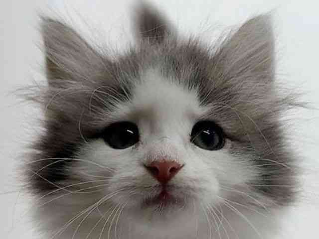 広島県のサイベリアン (ひごペットフレンドリーフジグラン神辺店/2025年9月28日生まれ/女の子/ブルータビーホワイト)の子猫の1枚目の画像