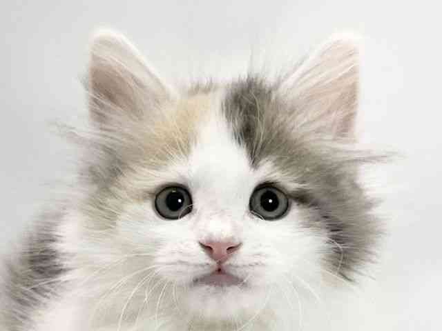 愛媛県のサイベリアン (ひごペットフレンドリーイオンモール今治新都市店/2025年9月28日生まれ/女の子/ダイリュートキャリコ)の子猫の1枚目の画像