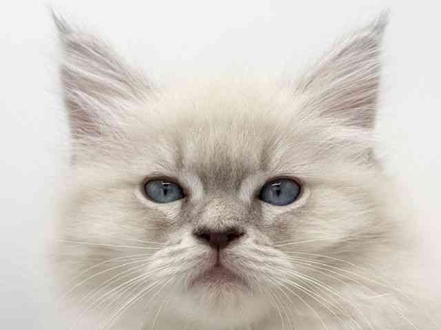 大阪府のネヴァマスカレード (ひごペットフレンドリーららぽーとEXPOCITY店/2025年9月28日生まれ/女の子/ブルーリンクスポイントホワイト)の子猫の1枚目の画像