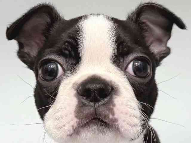 大阪府のボストンテリア (ひごペットフレンドリー岸和田店/2025年9月26日生まれ/女の子/ボストンカラー)の子犬の1枚目の画像