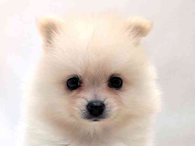 広島県のポメラニアン (ひごペットフレンドリーゆめタウン廿日市店/2025年9月26日生まれ/男の子/クリーム)の子犬の1枚目の画像