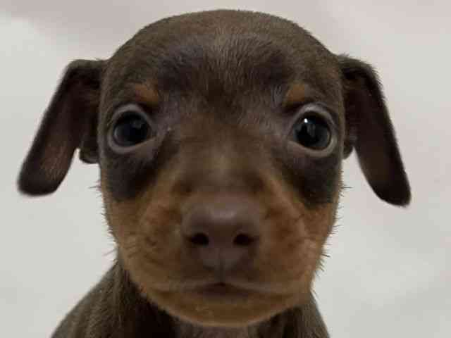 和歌山県のミニチュアピンシャー (ひごペットフレンドリーパームシティ和歌山店/2025年9月27日生まれ/男の子/チョコレートタン)の子犬の1枚目の画像