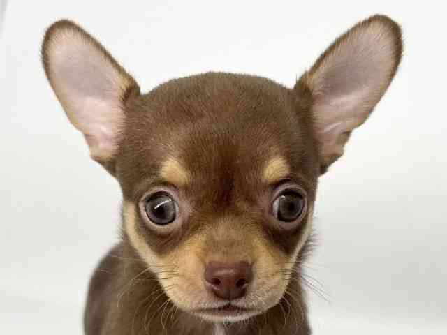 徳島県のチワワ(スムース) (ひごペットフレンドリーゆめタウン徳島店/2025年9月27日生まれ/男の子/チョコレートタンホワイト)の子犬の1枚目の画像