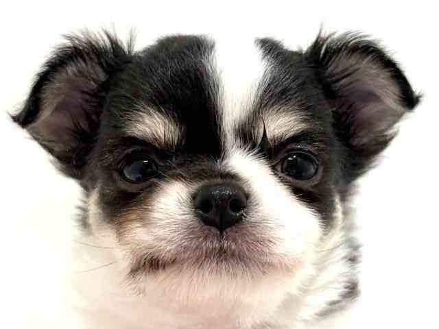 大阪府のチワワ(ロング) (ひごペットフレンドリーイオン高槻店/2025年9月27日生まれ/男の子/ブラックタンホワイト)の子犬