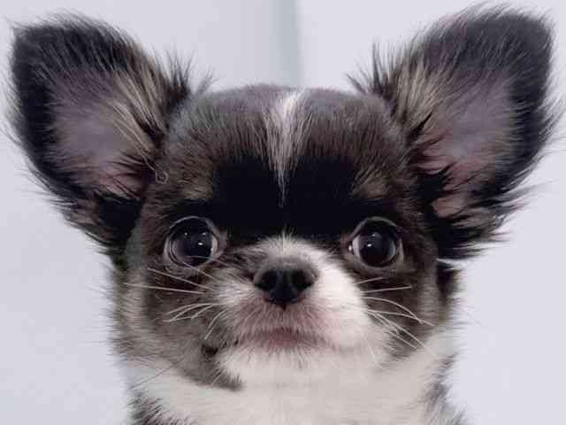 大阪府のチワワ(ロング) (ひごペットフレンドリーイズミヤショッピングセンター千里丘店/2025年9月27日生まれ/男の子/ブラックタンホワイト)の子犬の1枚目の画像