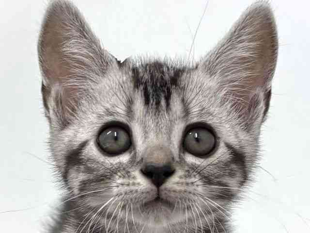 大阪府のアメリカンショートヘアー (ひごペットフレンドリーベルファⅡ都島店/2025年9月25日生まれ/男の子/シルバータビー)の子猫