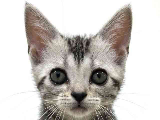 大阪府のアメリカンショートヘアー (ひごペットフレンドリーアクロスプラザ住之江店/2025年9月25日生まれ/女の子/シルバータビー)の子猫