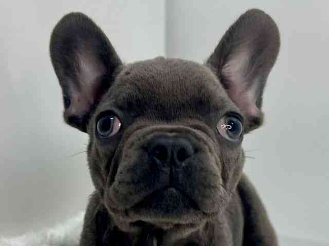 島根県のフレンチブルドッグ (ひごペットフレンドリーイオンモール出雲店/2025年9月19日生まれ/男の子/ブルー)の子犬の1枚目の画像