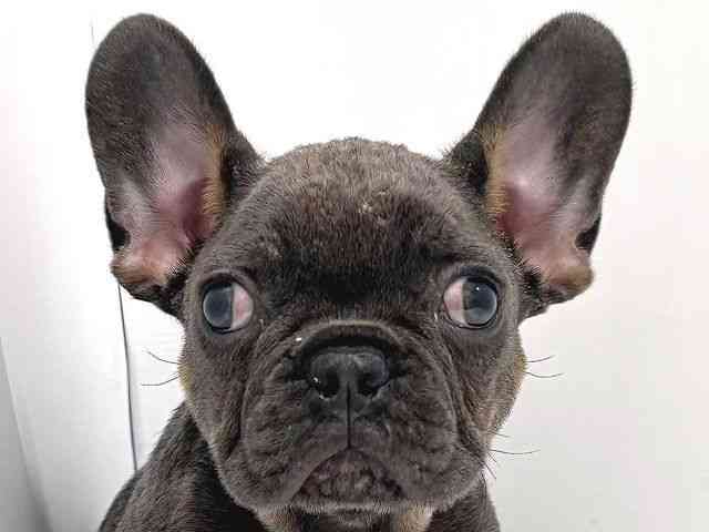 奈良県のフレンチブルドッグ (ひごペットフレンドリー奈良パワーシティ店/2025年9月19日生まれ/男の子/ブルータン)の子犬の1枚目の画像