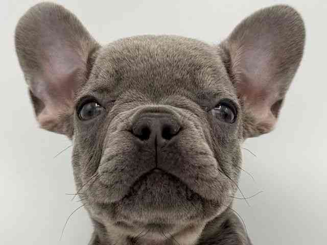 大阪府のフレンチブルドッグ (ひごペットフレンドリーららぽーとEXPOCITY店/2025年9月19日生まれ/女の子/ブルータン)の子犬の1枚目の画像