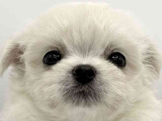 大阪府のチワマル/マルチワ(チワワ×マルチーズ) (ひごペットフレンドリーららぽーとEXPOCITY店/2025年9月26日生まれ/女の子/ホワイト)の子犬の1枚目の画像