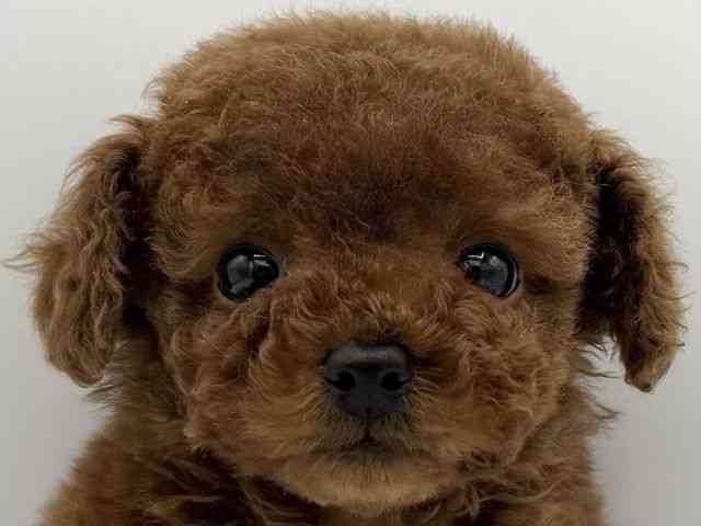 大阪府のトイプードル(トイ) (ひごペットフレンドリーららぽーとEXPOCITY店/2025年9月28日生まれ/男の子/レッド)の子犬の1枚目の画像