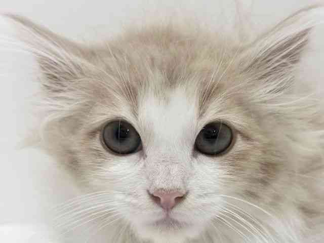 大阪府のノルウェージャンフォレストキャット (ひごペットフレンドリーくずはモール店/2025年9月27日生まれ/男の子/クリームホワイト)の子猫