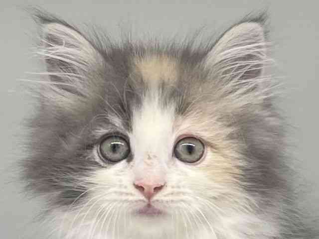 徳島県のノルウェージャンフォレストキャット (ひごペットフレンドリーゆめタウン徳島店/2025年9月27日生まれ/女の子/ダイリュートキャリコ)の子猫の1枚目の画像