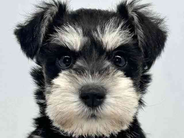 大阪府のミニチュアシュナウザー (ひごペットフレンドリーセブンパーク天美店/2025年9月27日生まれ/女の子/ブラックシルバー)の子犬