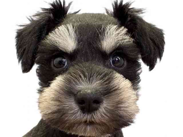 愛媛県のミニチュアシュナウザー (ひごペットフレンドリーエミフルMASAKI店/2025年9月27日生まれ/男の子/ブラックシルバー)の子犬の1枚目の画像