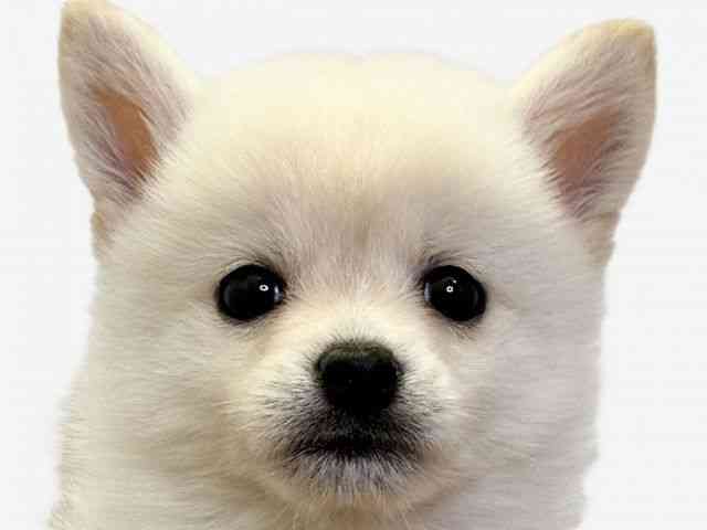 愛媛県のポメ柴/豆ポメ/ポメ豆柴(ポメラニアン×柴犬) (ひごペットフレンドリーエミフルMASAKI店/2025年9月26日生まれ/男の子/クリーム)の子犬の1枚目の画像