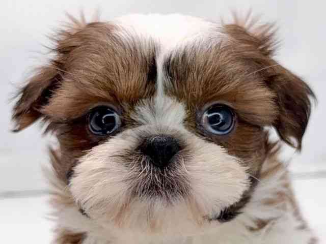 京都府のシーズー (ひごペットフレンドリー洛北阪急スクエア店/2025年9月8日生まれ/女の子/ホワイトゴールド)の子犬の1枚目の画像