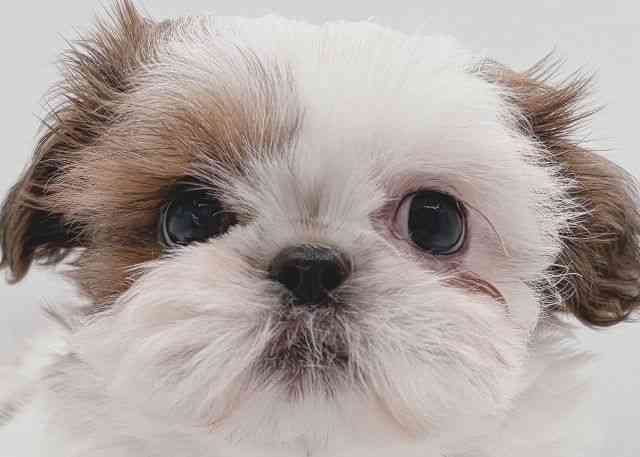 島根県のシーズー (ひごペットフレンドリーイオン松江ショッピングセンター店/2025年9月8日生まれ/女の子/ホワイトゴールド)の子犬