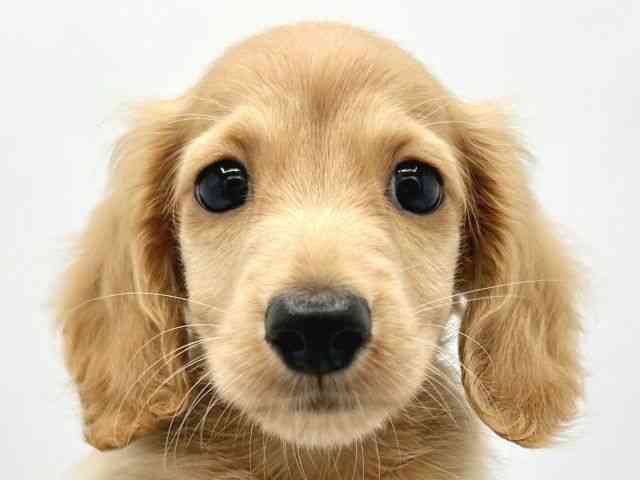 大阪府のミニチュアダックスフンド(ロング) (ひごペットフレンドリーイトーヨーカドー津久野店/2025年9月27日生まれ/男の子/ゴールド)の子犬の1枚目の画像