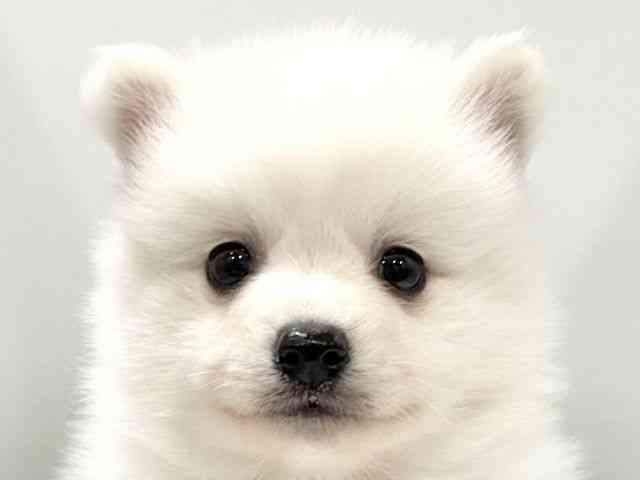 大阪府の日本スピッツ (ひごペットフレンドリーイオンタウン豊中庄内店/2025年9月20日生まれ/男の子/ホワイト)の子犬の1枚目の画像