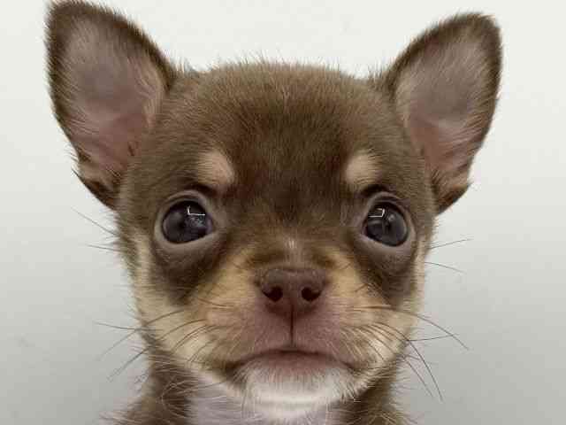 大阪府のチワワ(スムース) (ひごペットフレンドリーららぽーとEXPOCITY店/2025年9月27日生まれ/男の子/チョコレートタンホワイト)の子犬