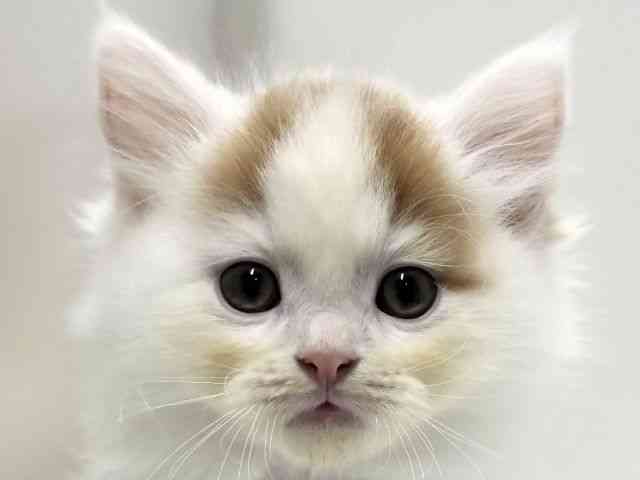 愛知県のスコティッシュフォールド (ひごペットフレンドリーららぽーと名古屋みなとアクルス店/2025年9月26日生まれ/男の子/レッドホワイト)の子猫の1枚目の画像