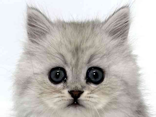 大阪府のミヌエット (ひごペットフレンドリーアクロスプラザ住之江店/2025年9月24日生まれ/男の子/シルバータビー)の子猫