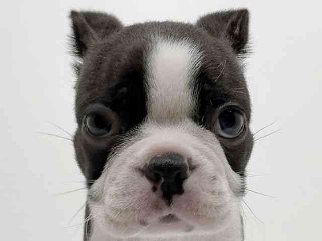 広島県のボストンテリア (ひごペットフレンドリーフジグラン神辺店/2025年9月24日生まれ/男の子/ボストンカラー)の子犬の1枚目の画像