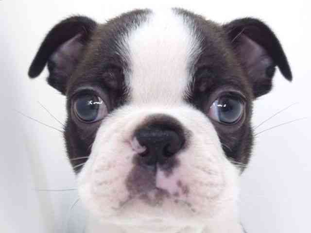 大阪府のボストンテリア (ひごペットフレンドリーいこらもーる泉佐野店/2025年9月24日生まれ/男の子/ボストンカラー)の子犬の1枚目の画像