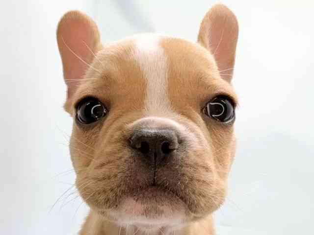 京都府のフレンチブルドッグ (ひごペットフレンドリー洛北阪急スクエア店/2025年9月26日生まれ/男の子/クリームホワイト)の子犬の1枚目の画像