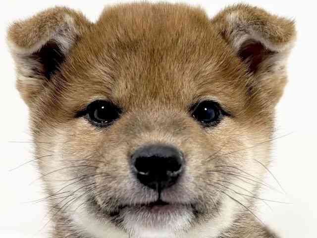 京都府の柴犬(標準サイズ) (ひごペットフレンドリーイズミヤショッピングセンター八幡店/2025年9月27日生まれ/女の子/赤)の子犬の1枚目の画像