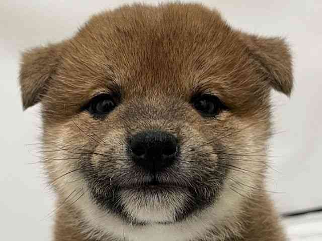 和歌山県の柴犬(標準サイズ) (ひごペットフレンドリーパームシティ和歌山店/2025年9月27日生まれ/女の子/赤)の子犬の1枚目の画像