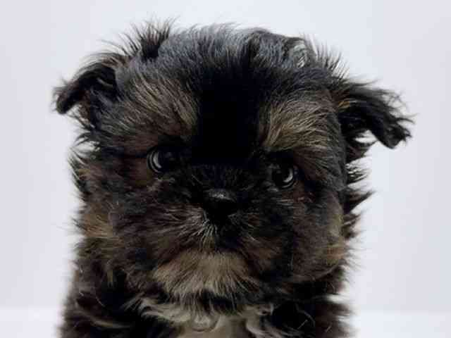 広島県のチワズー/チワシーズ(チワワ×シーズー) (ひごペットフレンドリーフジグラン神辺店/2025年9月26日生まれ/女の子/ブラックタン)の子犬の1枚目の画像