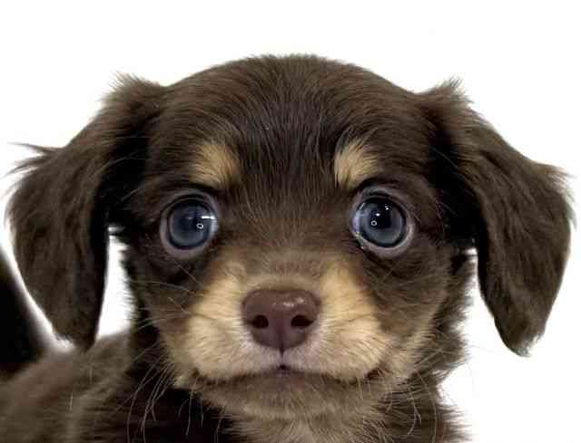 兵庫県のチワックス(チワワ×ダックス) (ひごペットフレンドリーイトーヨーカドー明石店/2025年9月27日生まれ/男の子/チョコレートタン)の子犬