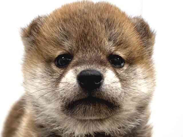 奈良県の柴犬(標準サイズ) (ひごペットフレンドリー奈良パワーシティ店/2025年9月27日生まれ/女の子/赤)の子犬の1枚目の画像