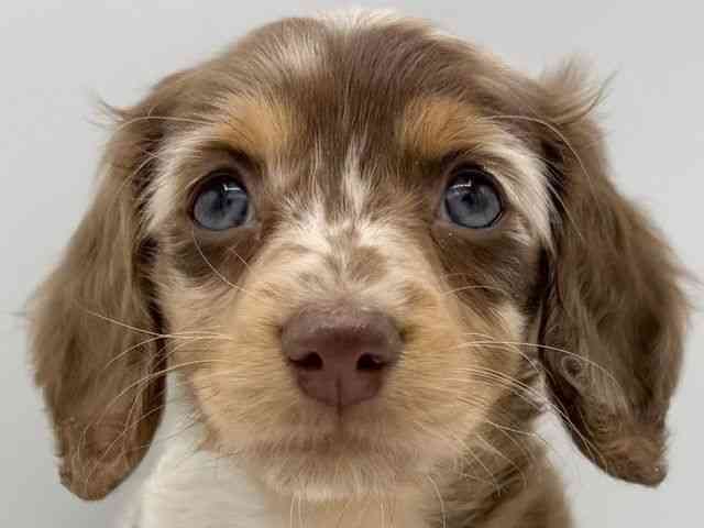 大阪府のミニチュアダックスフンド(ロング) (ひごペットフレンドリーららぽーとEXPOCITY店/2025年9月26日生まれ/女の子/チョコレートダップル)の子犬