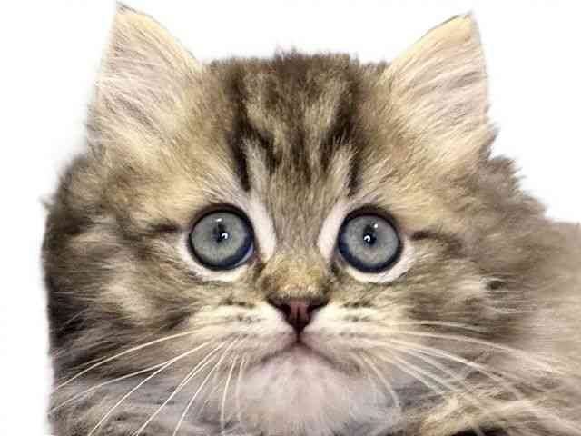 愛媛県のミヌエット (ひごペットフレンドリーエミフルMASAKI店/2025年9月26日生まれ/男の子/ブラウンタビーホワイト)の子猫の1枚目の画像