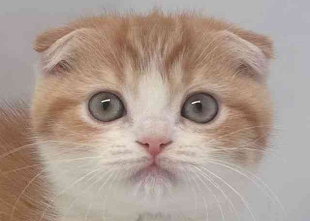 鳥取県のスコティッシュフォールド (ひごペットフレンドリーイオンモール鳥取北店/2025年9月22日生まれ/女の子/レッドタビーホワイト)の子猫の1枚目の画像