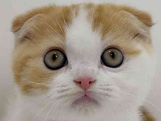 広島県のスコティッシュフォールド (ひごペットフレンドリーフジグラン神辺店/2025年9月22日生まれ/女の子/レッドタビーホワイト)の子猫の1枚目の画像