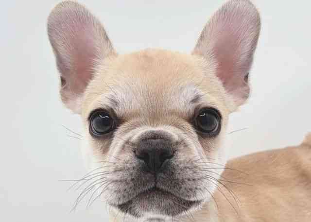 島根県のフレンチブルドッグ (ひごペットフレンドリーイオン松江ショッピングセンター店/2025年9月24日生まれ/男の子/フォーン)の子犬の1枚目の画像