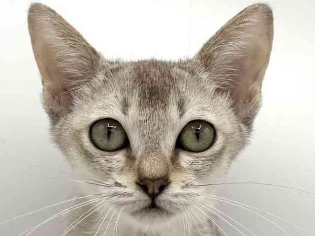 大阪府のシンガプーラ (ひごペットフレンドリーららぽーとEXPOCITY店/2025年9月10日生まれ/女の子/セピアアグーティ)の子猫の1枚目の画像