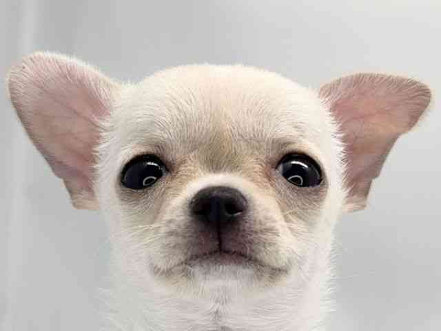 京都府のチワワ(スムース) (ひごペットフレンドリー洛北阪急スクエア店/2025年9月25日生まれ/男の子/クリーム)の子犬の1枚目の画像