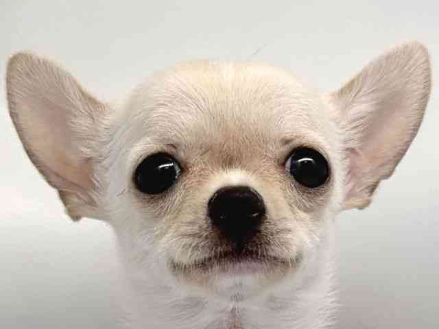 京都府のチワワ(スムース) (ひごペットフレンドリー洛北阪急スクエア店/2025年9月25日生まれ/男の子/クリーム)の子犬の1枚目の画像